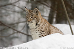 Luchs