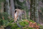 Luchs