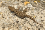 Mauergecko