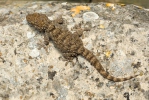 Mauergecko