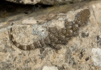 Mauergecko