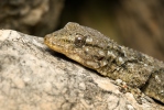 Mauergecko