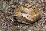 Maurische Landschildkröte