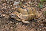 Maurische Landschildkröte