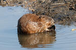 Muskrats