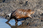 Muskrats