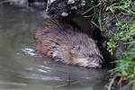 Muskrats