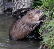 Muskrats