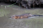 Muskrats