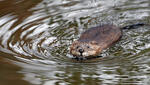 Muskrats