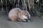 Muskrats