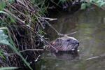 Muskrats