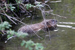 Muskrats