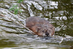 Muskrats