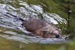 Muskrats