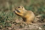 Nagetiere (Rodentia)