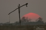 Nationalpark Hortobagy - die Puszta