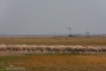 Nationalpark Hortobagy - die Puszta