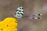 Nemoptera sinuata