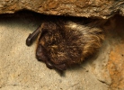 Nordfledermaus