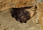 Nordfledermaus