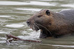 Nutria, Sumpfbiber