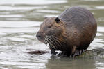 Nutria, Sumpfbiber