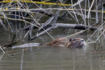 Nutria, Sumpfbiber