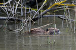 Nutria, Sumpfbiber