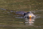 Nutria, Sumpfbiber