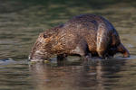 Nutria, Sumpfbiber