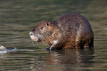 Nutria, Sumpfbiber