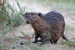 Nutria, Sumpfbiber