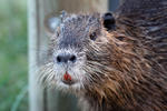 Nutria, Sumpfbiber