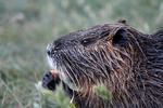 Nutria, Sumpfbiber