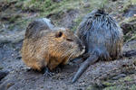 Nutria, Sumpfbiber