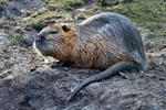 Nutria, Sumpfbiber