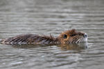 Nutria, Sumpfbiber