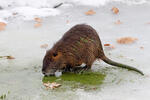 Nutria, Sumpfbiber