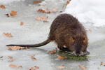 Nutria, Sumpfbiber