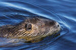 Nutria, Sumpfbiber