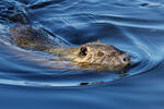 Nutria, Sumpfbiber