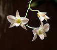 Orchidee