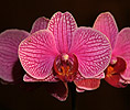 Orchidee