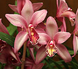 Orchidee