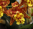 Orchidee