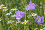 Pfirsichblättrige Glockenblume