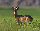Reh Bock