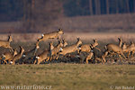 Reh Bock