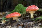 Roter Fliegenpilz